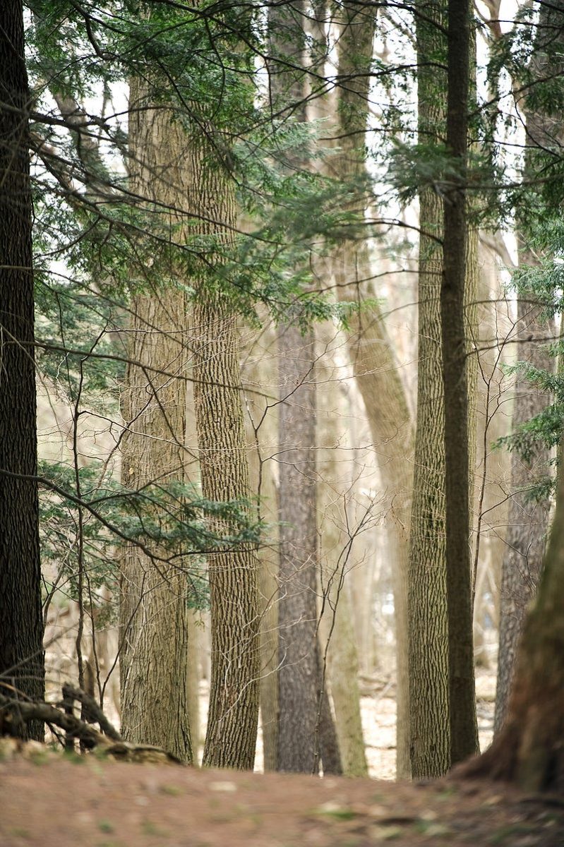 Arboretum Speaker Series to host lecture
