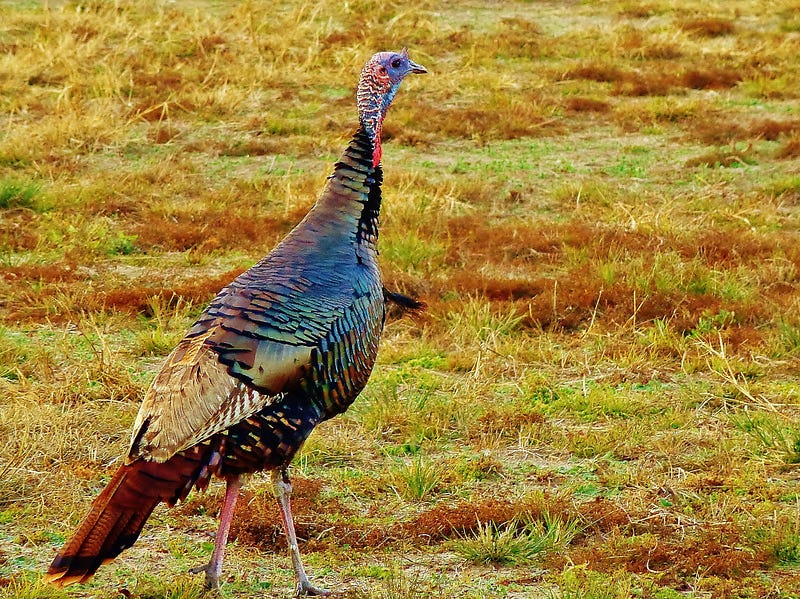 How to shed Thanksgiving weight