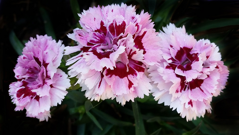 Philanthropy Committee raises money for scholarship fund with carnation sale